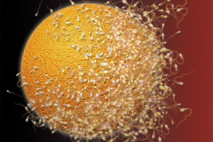 第3章 卵子と精子の形成，受精